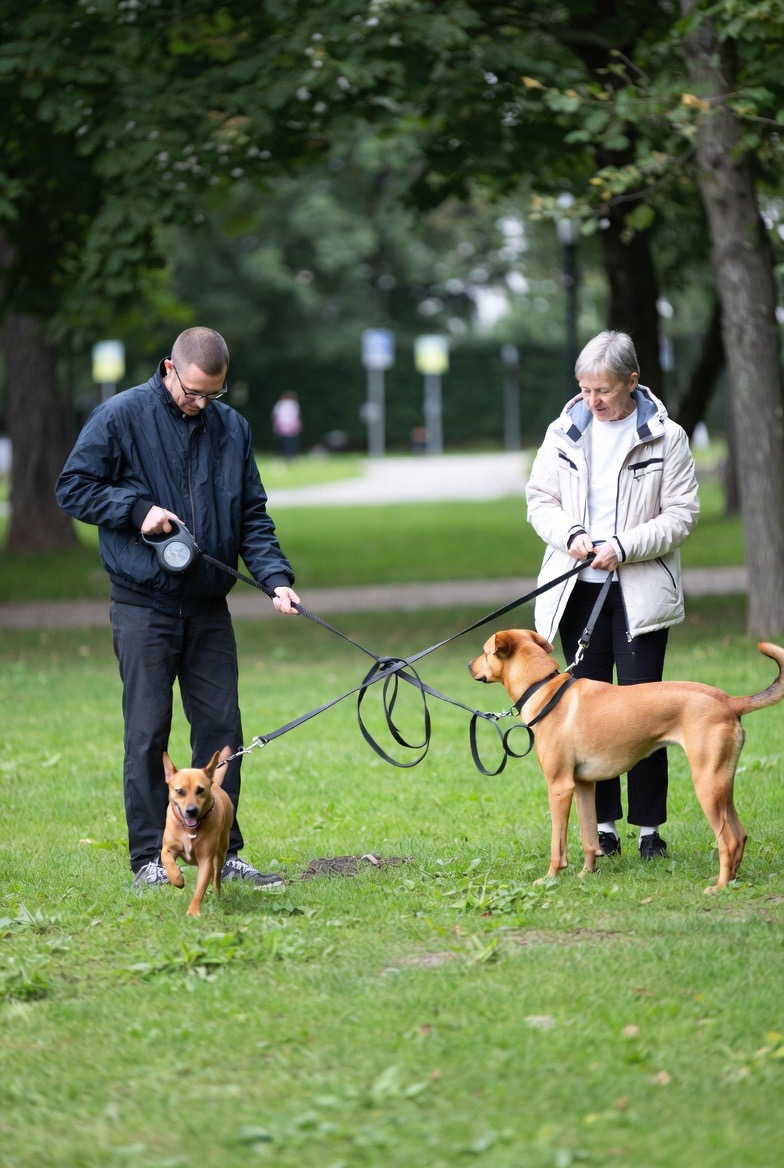 Frustrated owners and dogs tangled in retractable leash chaos